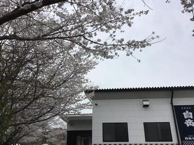 桜2022.jpgのサムネイル画像